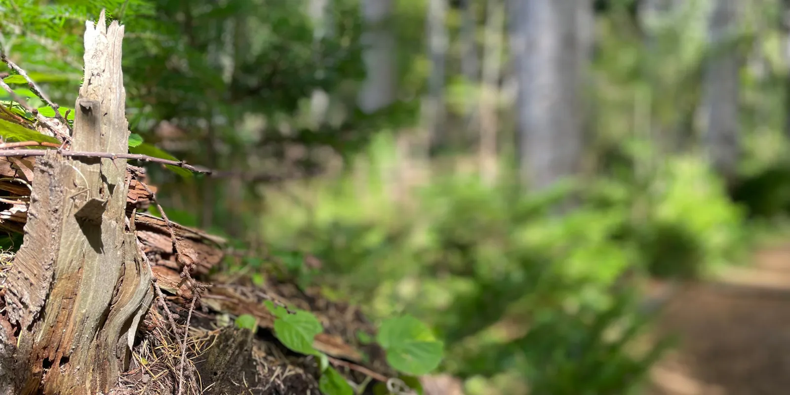 洞爺湖有珠山ジオパーク　洞爺湖中島| 無人島の大自然を満喫！トレッキングツアーSotoasobu